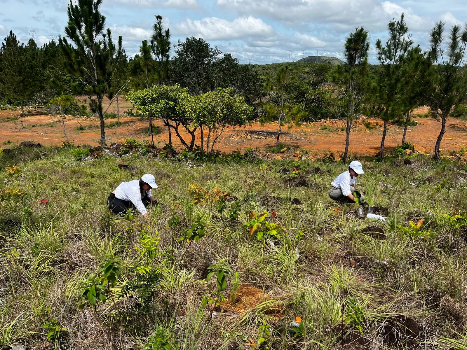 Tree planting impact photo